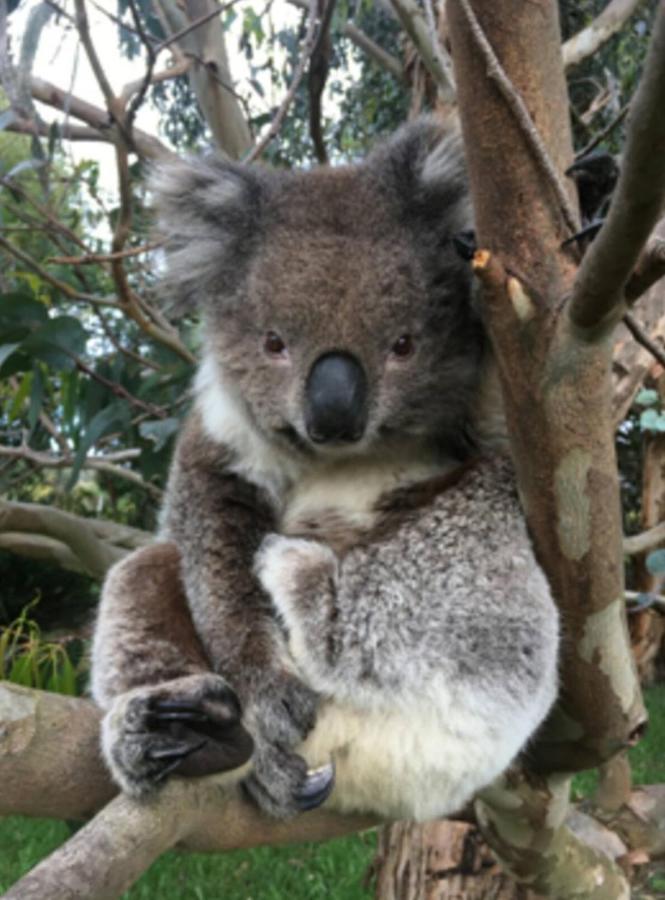 Great Ocean Road Wellness And Nature Stay Apollo Bay Exteriör bild