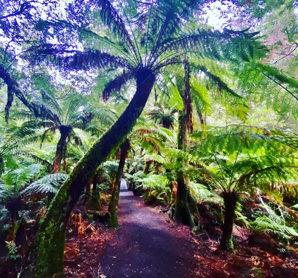 Great Ocean Road Wellness And Nature Stay Apollo Bay Exteriör bild