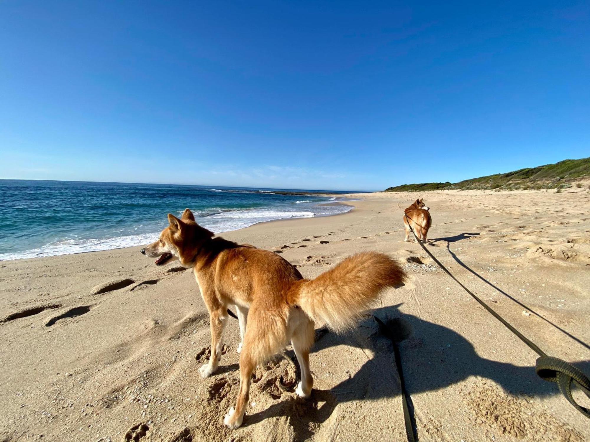 Great Ocean Road Wellness And Nature Stay Apollo Bay Exteriör bild