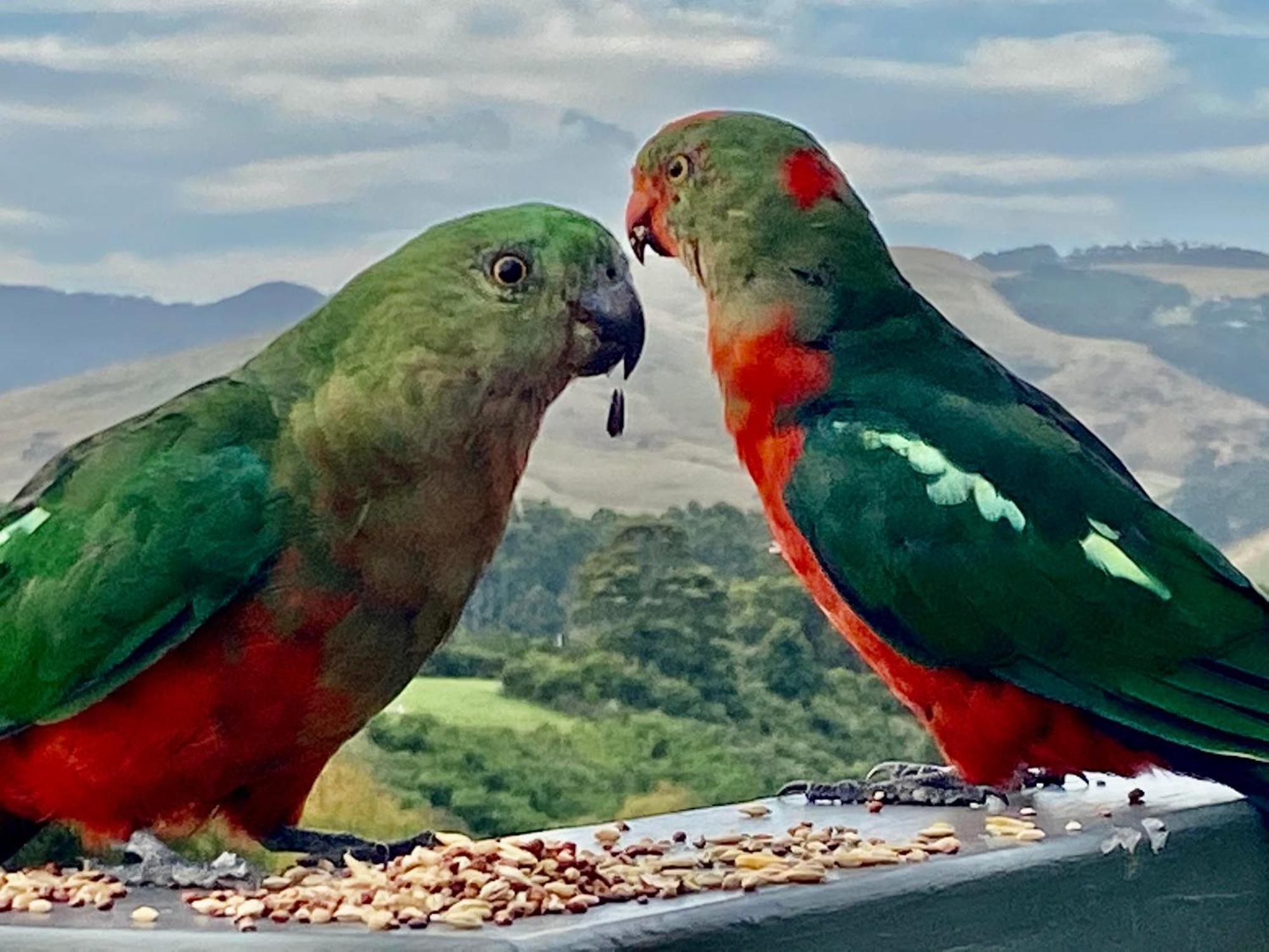 Great Ocean Road Wellness And Nature Stay Apollo Bay Exteriör bild
