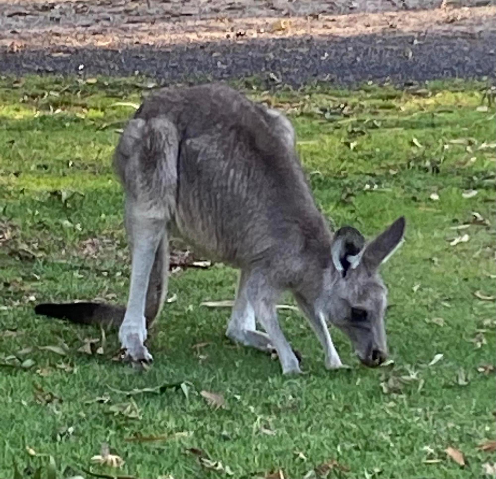 Great Ocean Road Wellness And Nature Stay Apollo Bay Exteriör bild