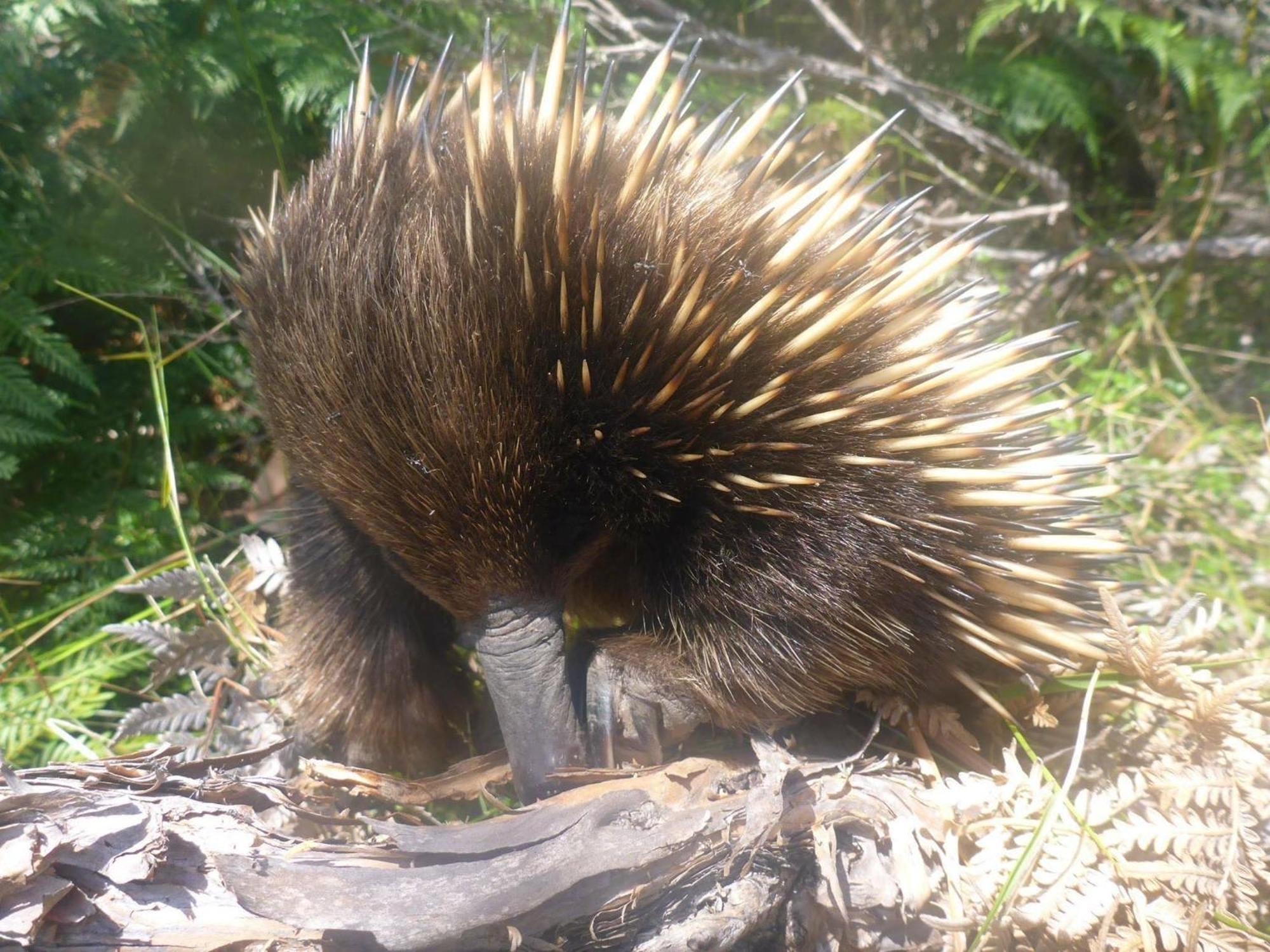 Great Ocean Road Wellness And Nature Stay Apollo Bay Exteriör bild